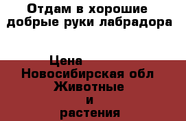 Отдам в хорошие, добрые руки лабрадора › Цена ­ 5 000 - Новосибирская обл. Животные и растения » Собаки   